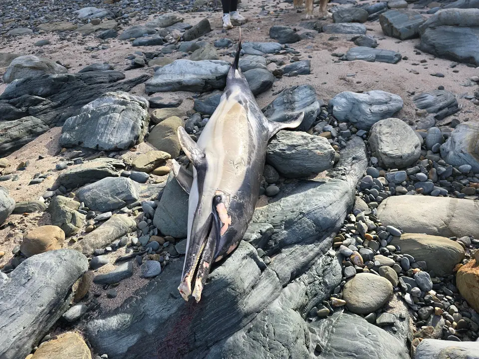delfin muerto a areosa