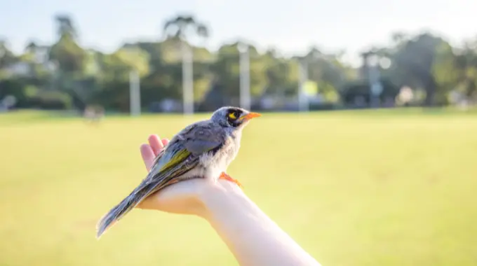 pajaro