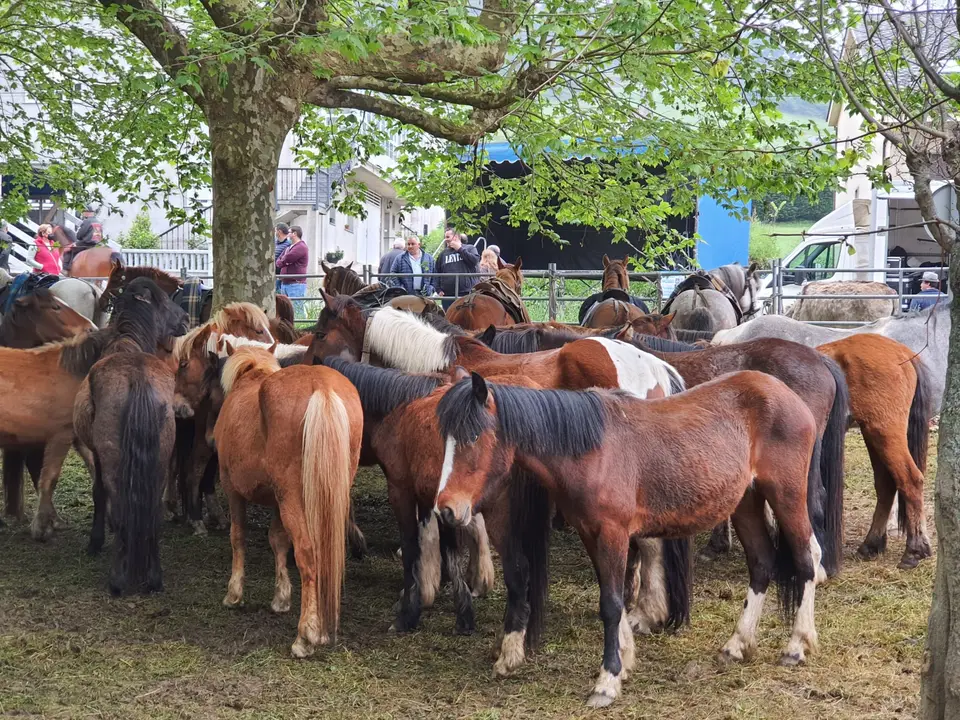 Caballos en As Quendas en Mondoñedo