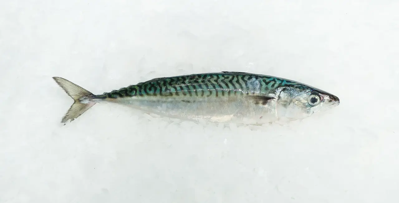 xornadas cabala acisa