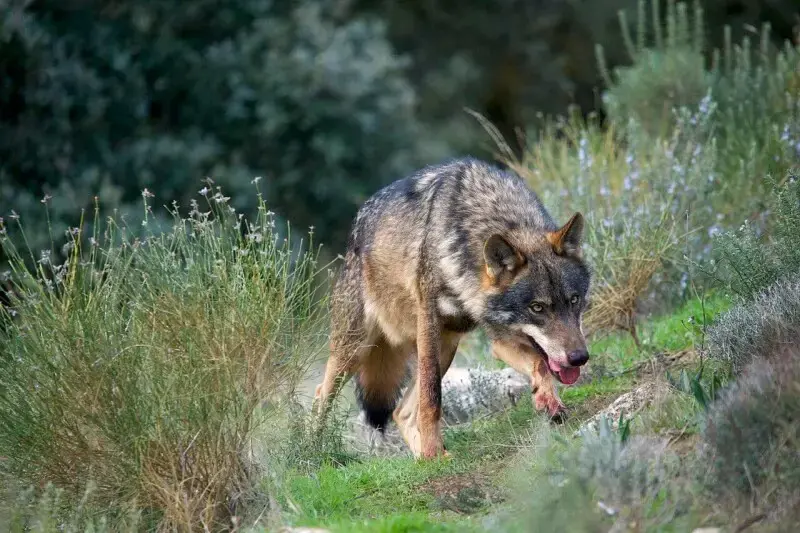 1280px-iberian-wolf-adf-001