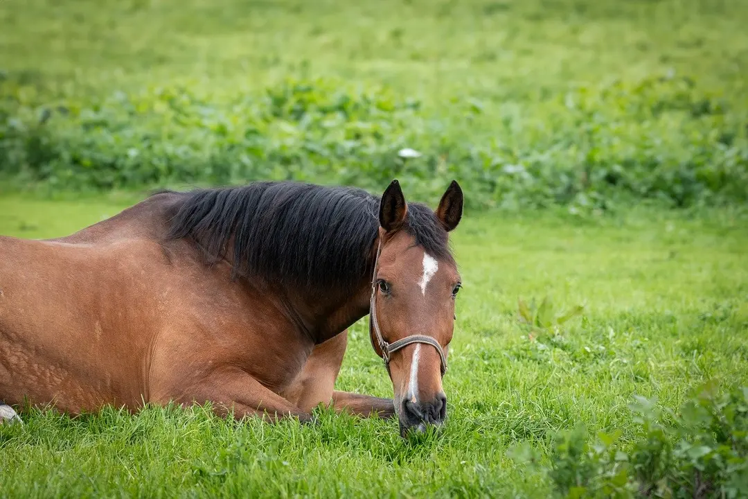 Caballo