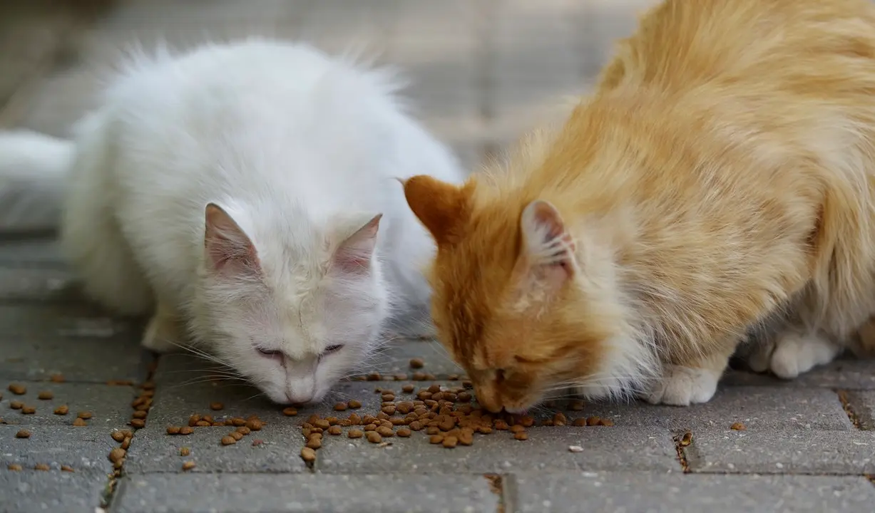 Gatos abandonados Pixabay