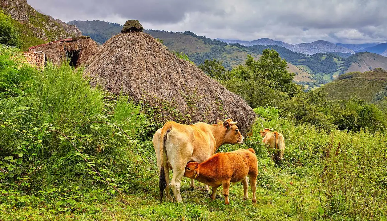 2024_11_16 vacas ayudas pac