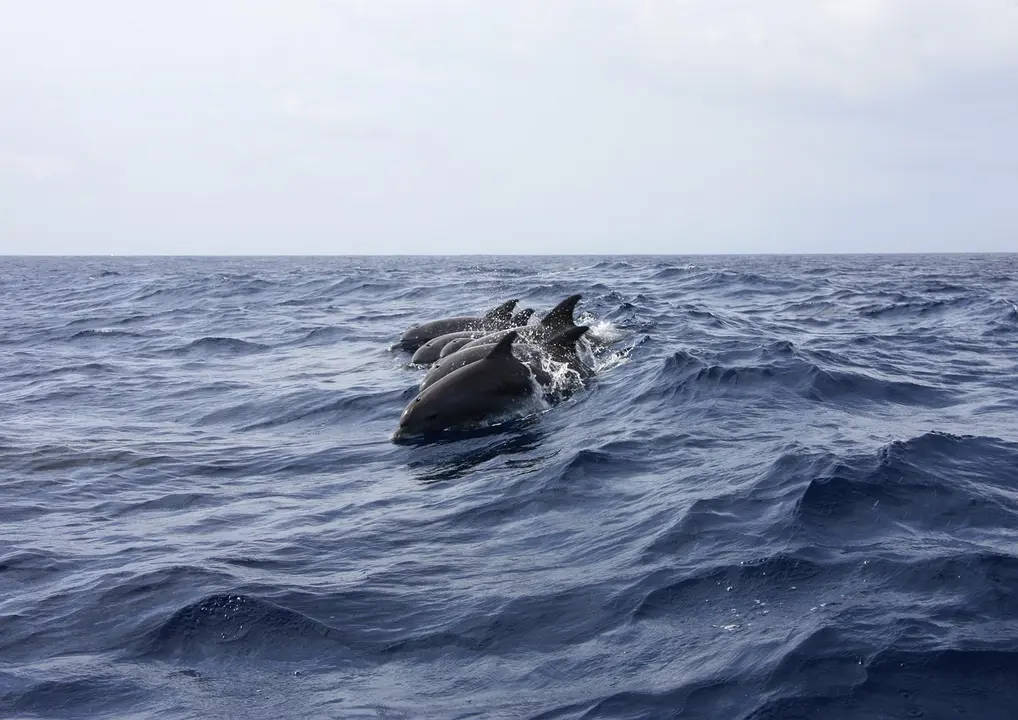 Delfín, delfines