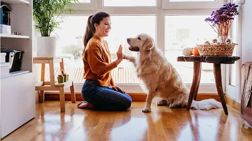  Psicología canina: herramientas esenciales para veterinarios en el manejo del comportamiento animal 