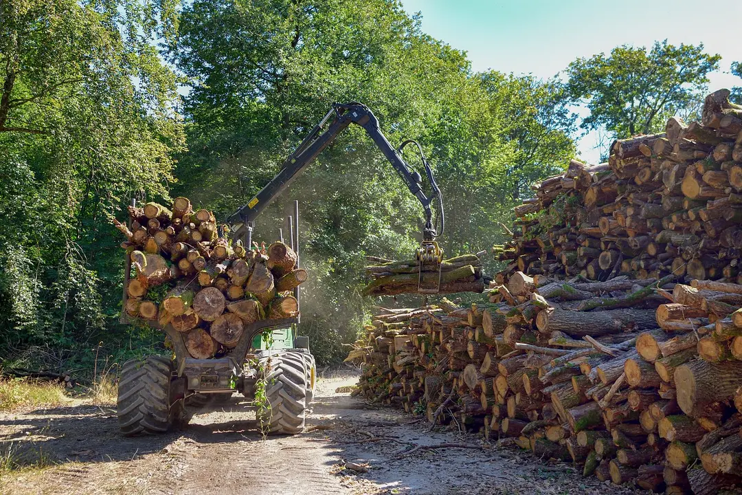 trabajo forestal maderista