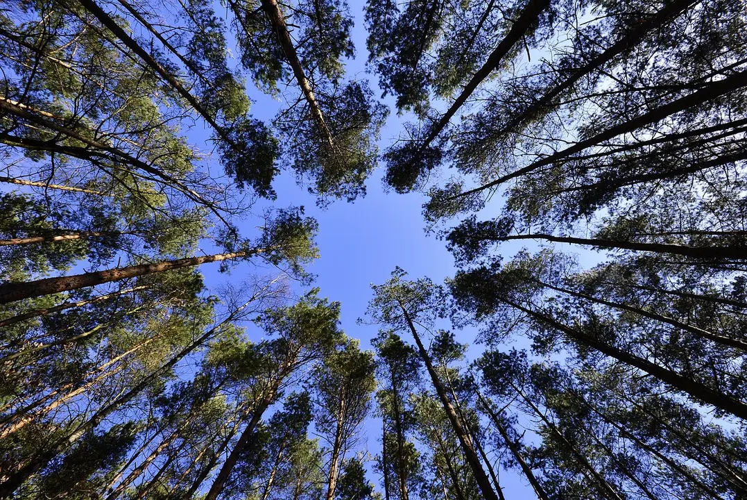 Árbol, árboles, bosque