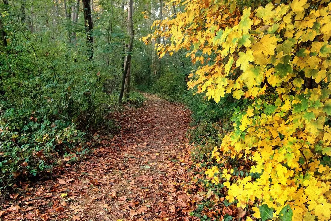 trail-8395089_1280