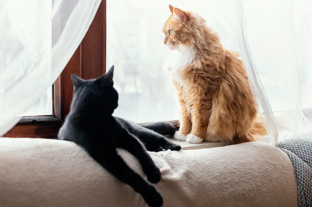 Gato, gatos, gatuno, felinos