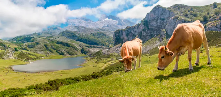 vacas asturianas
