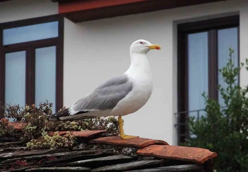 Gaviota patiamarilla