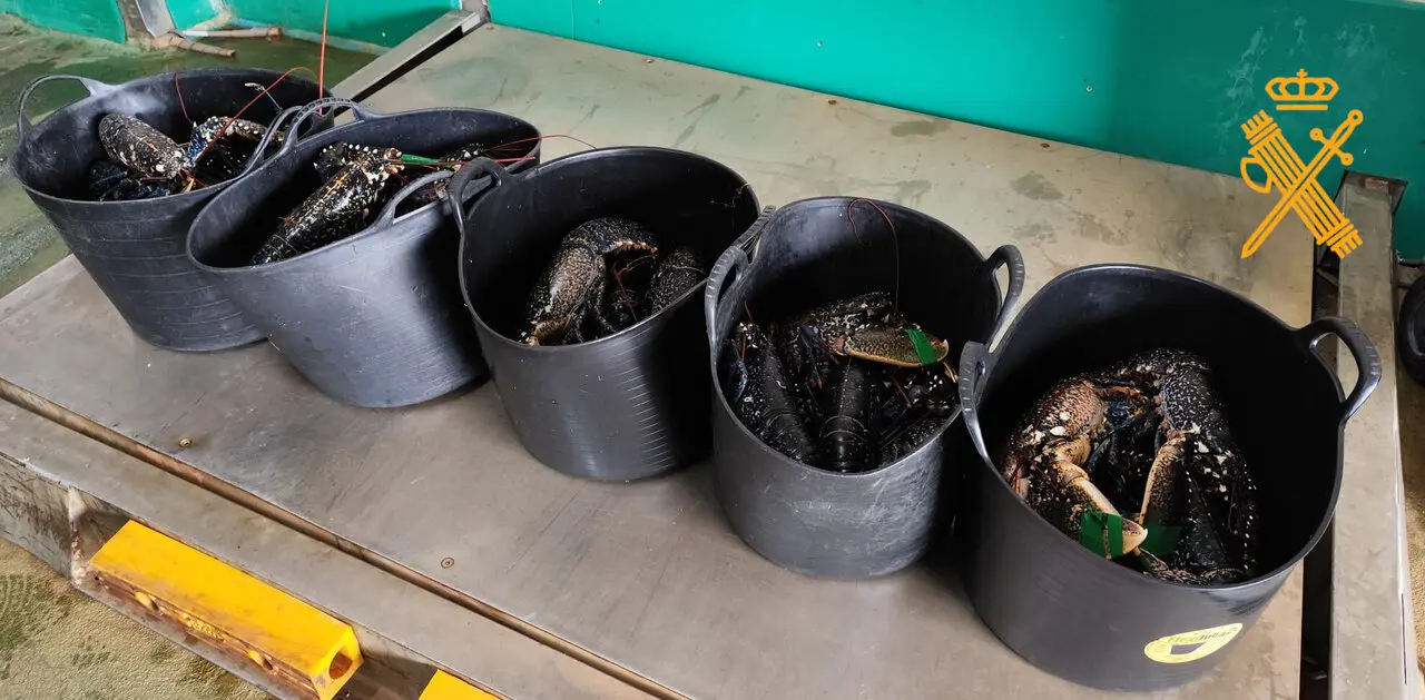 Bogavantes interceptados por la Guardia Civil en Mondoñedo