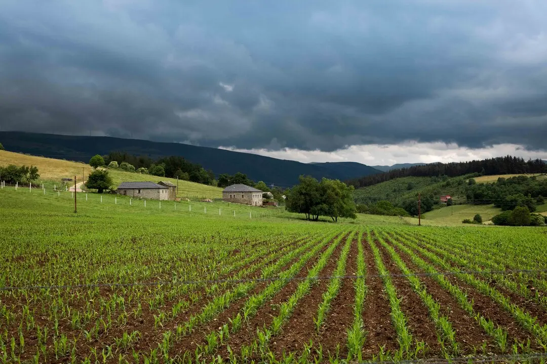 Sown crop field and agriculture in a town in Asturias.