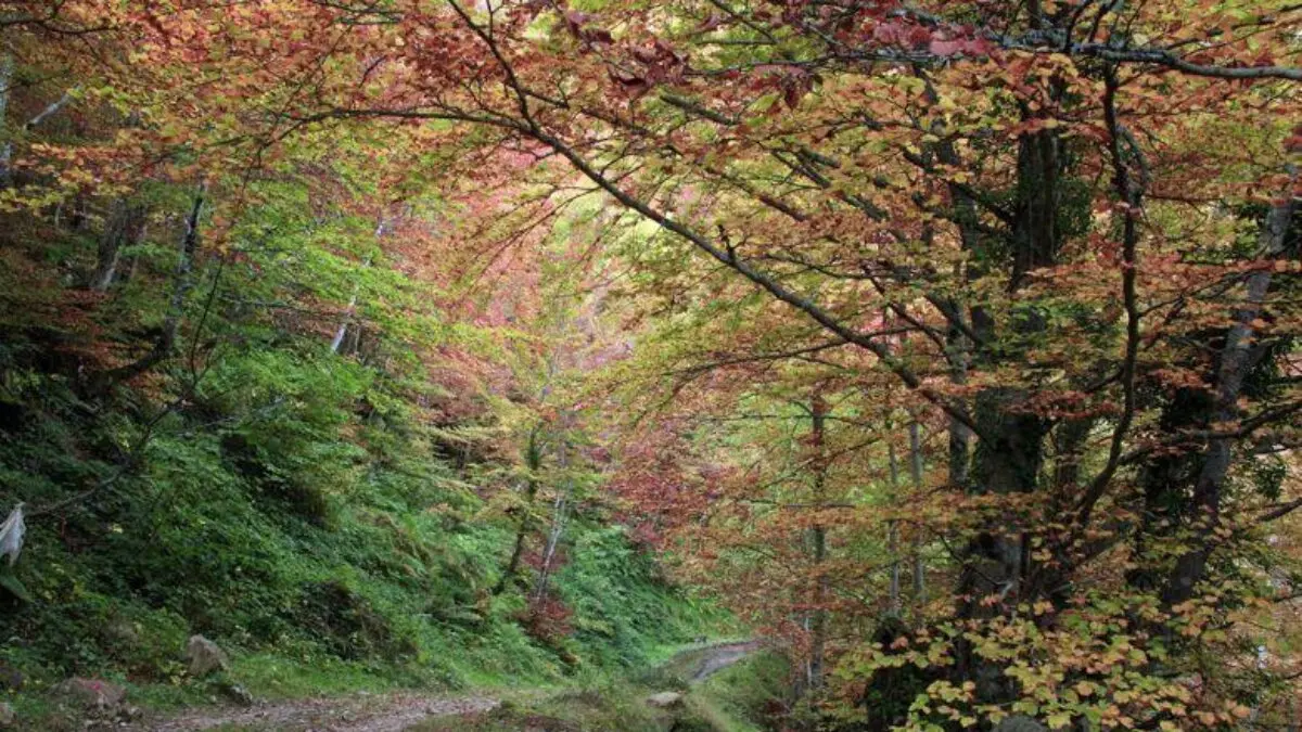 Bosque de Teverga