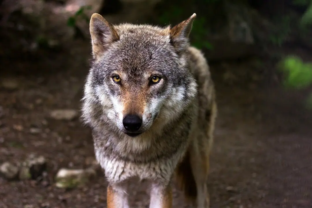 lobo