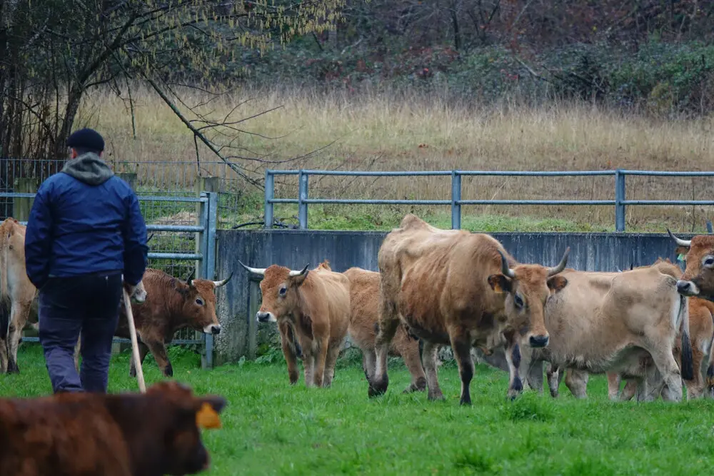 Medio rural vacas agrario