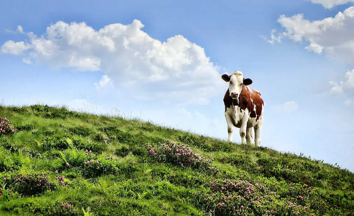 cow-3466106_1280