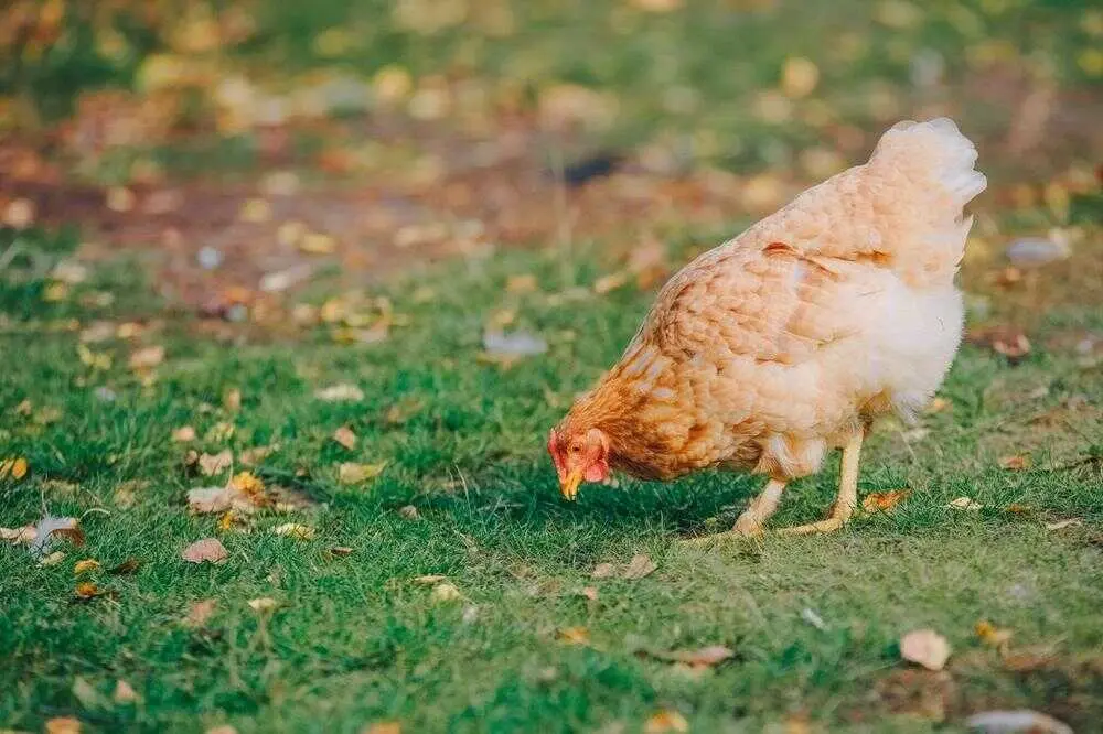 gallinas