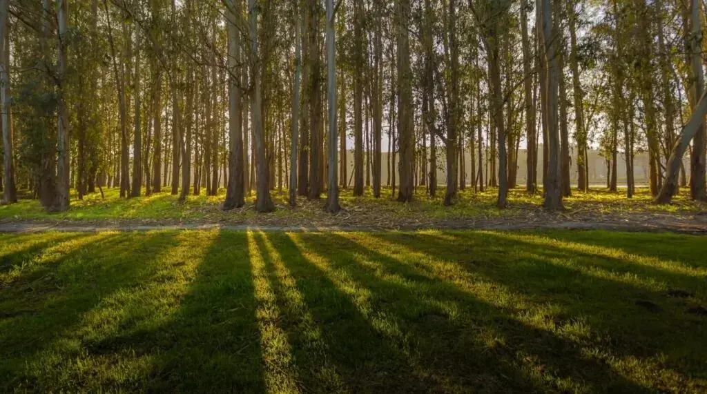 Bosque-eucaliptos-1-1024x571