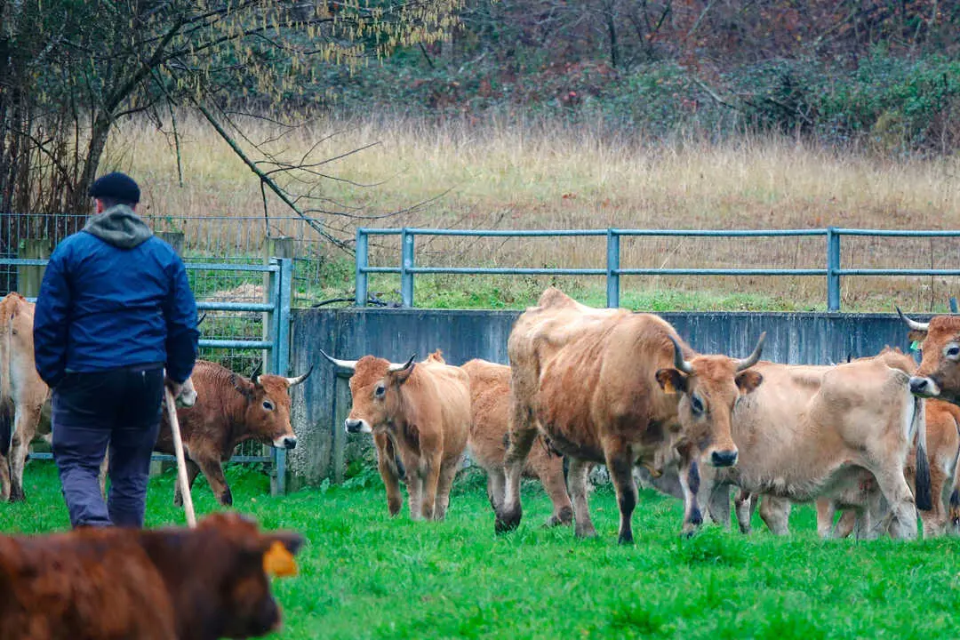 Cows and farmers on a day of buying and selling livestock in the rural area of ​​Asturias called Corao, near Covadonga, Cangas de Onis and Picos de Europa