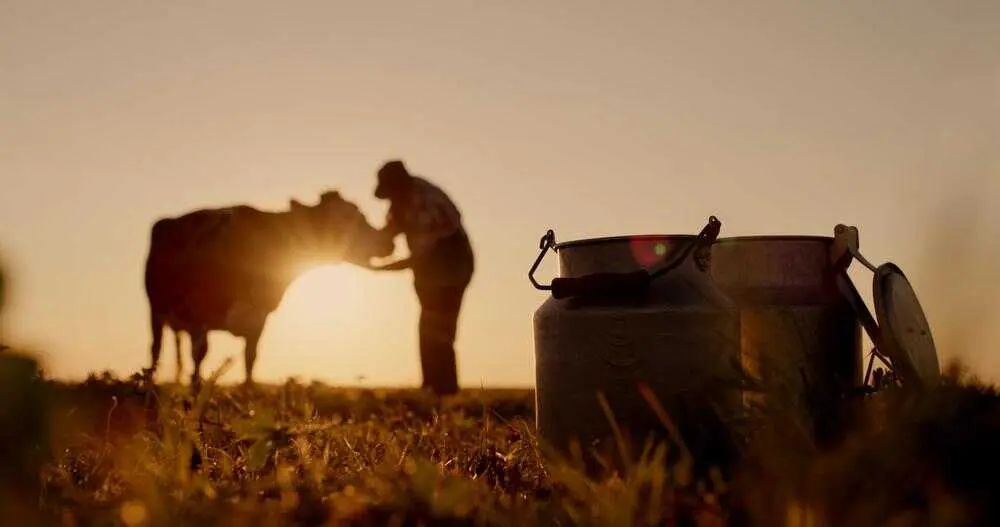 vaca y leche (1)