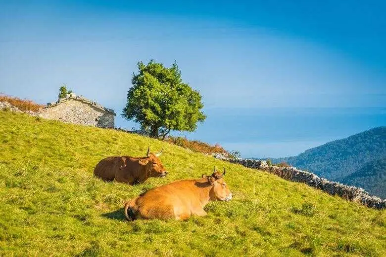 vacas campo