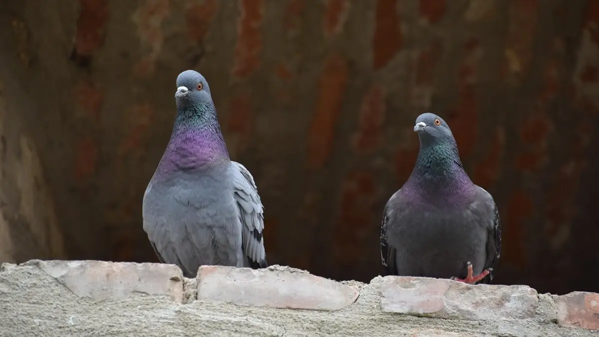 Palomas
