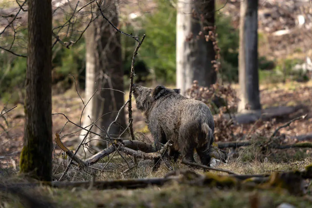 Wild boar in the forest. Boar during day. Spring in the european wood.