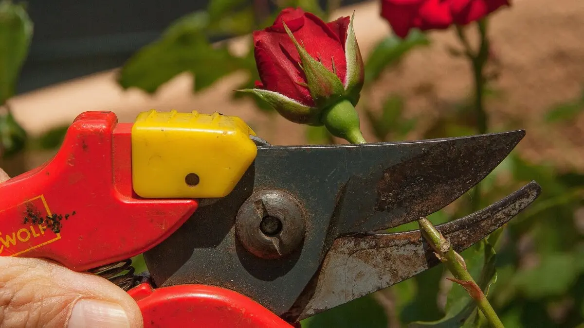 jardinero, jardiner&iacute;a