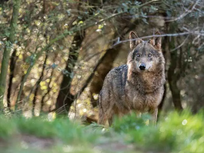 lobo-ib&eacute;rico