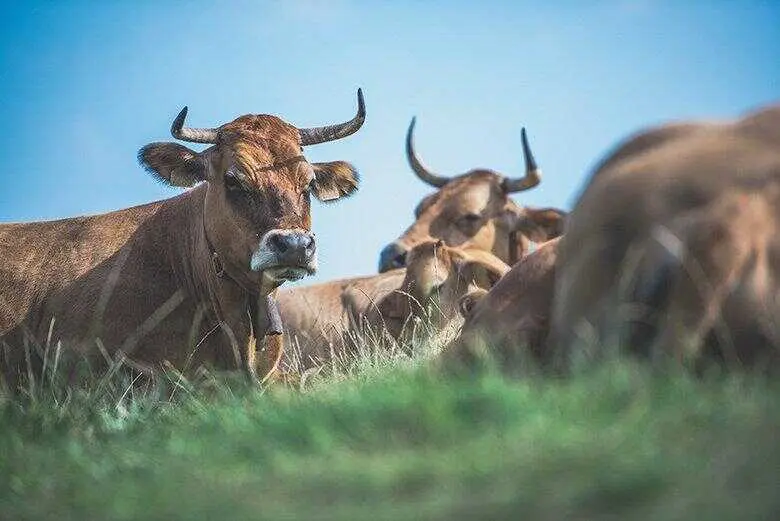 vacas