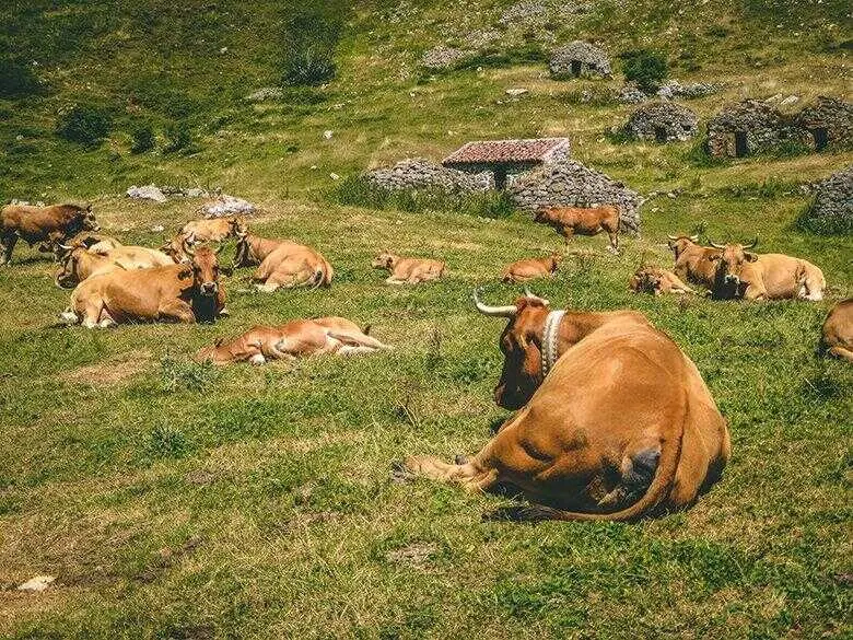 vacas