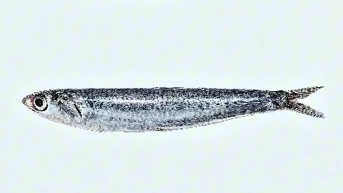 NOTICIAS AQUI DIARIO (1200 x 675 px) - 2026-05-21T180050.395