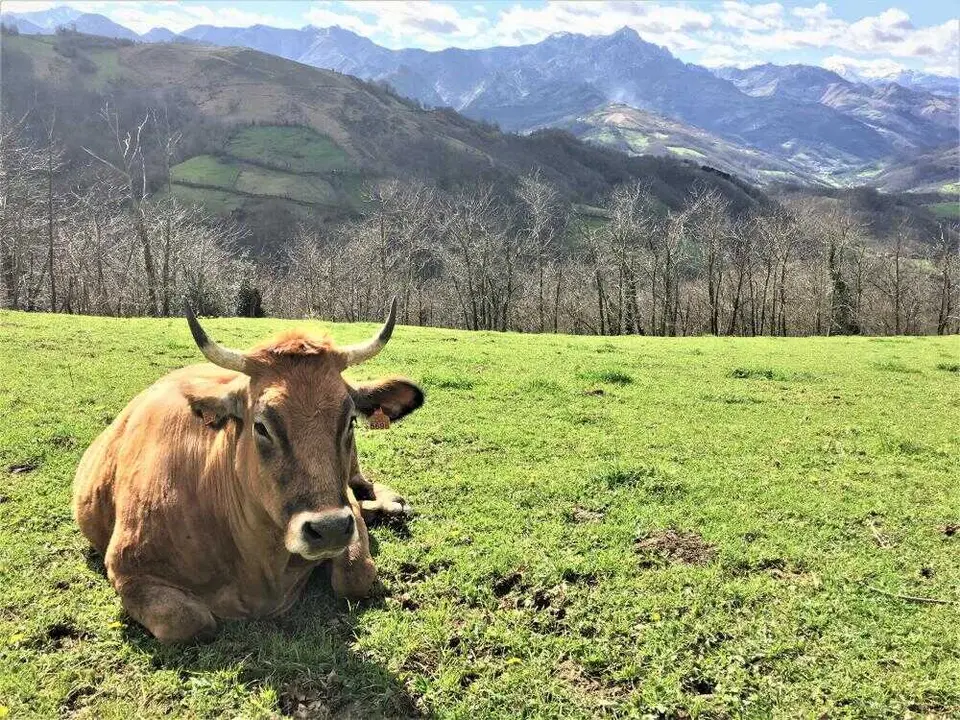 ganaderia extensiva_pastoreo_vaca_prado_Laviana_LaRobella (1)