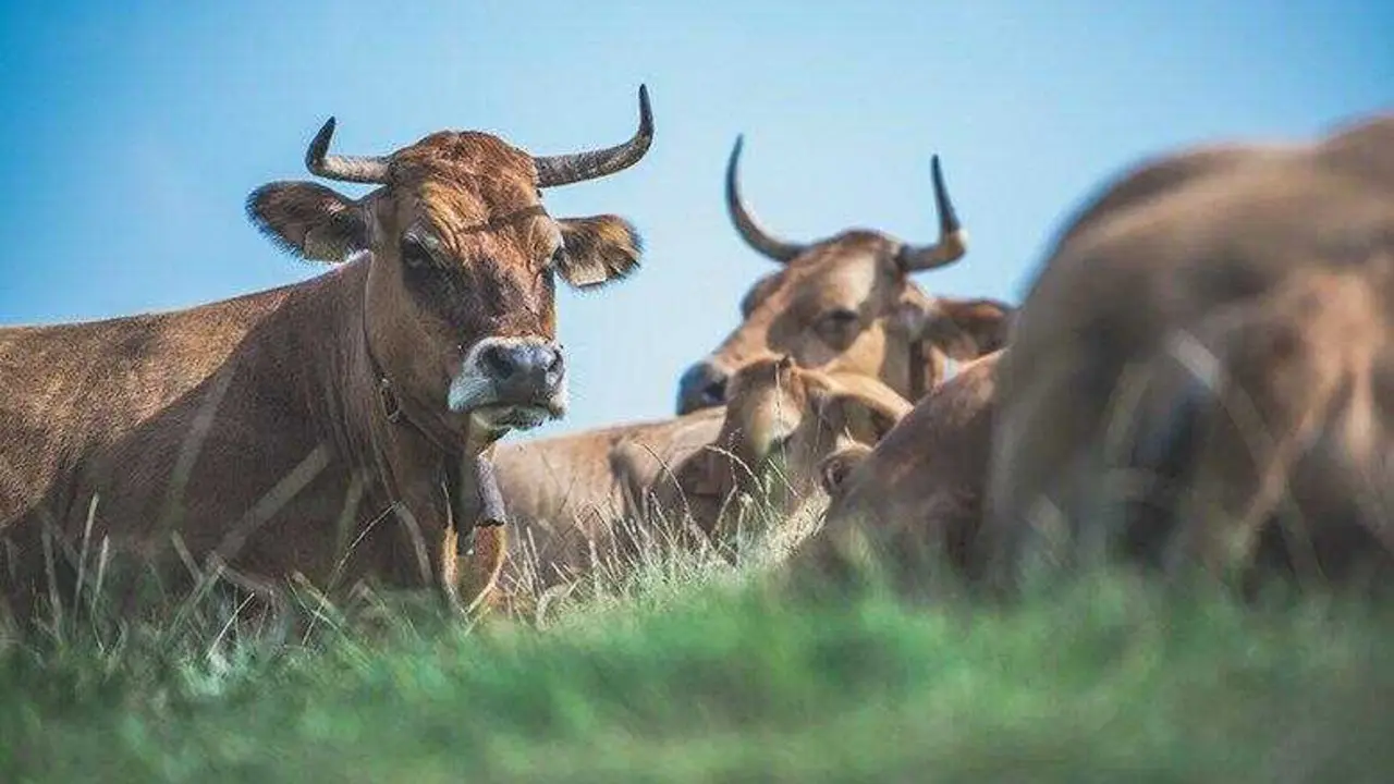 vacas