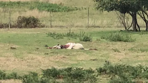 Una de las v&iacute;ctimas del lobo en Ribadeo