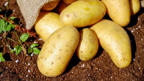 CULTIVO PATATAS burela polilla