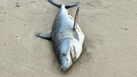 tibur&oacute;n foz