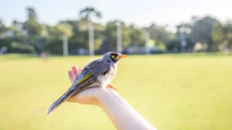 pajaro