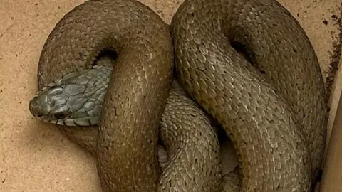 serpiente