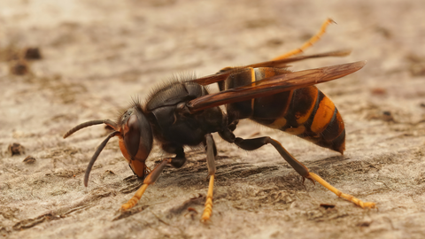 avispa velutina