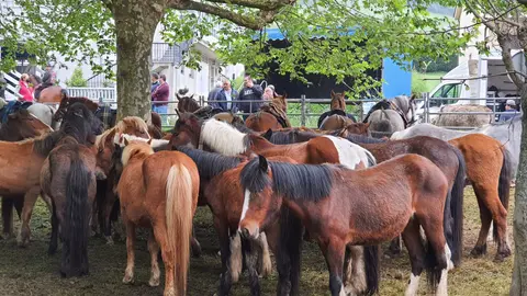 Caballos en As Quendas en Mondo&ntilde;edo