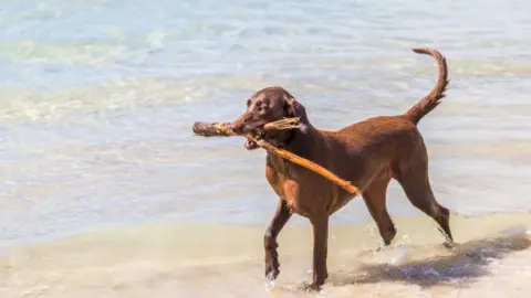 perro en la playa