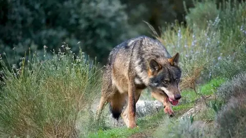 1280px-iberian-wolf-adf-001