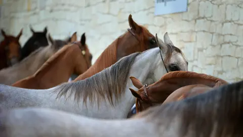 caballos feria