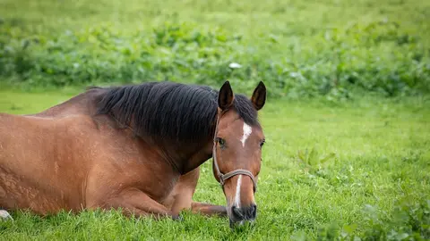 Caballo