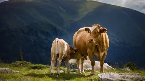 Vaca, vacas