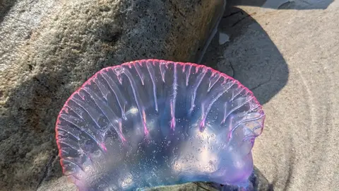 Carabela Portuguesa