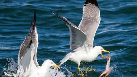 gaviota patiamarilla